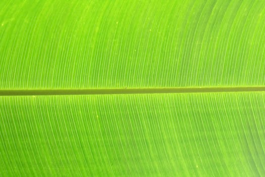 green natural background from the palm leaf