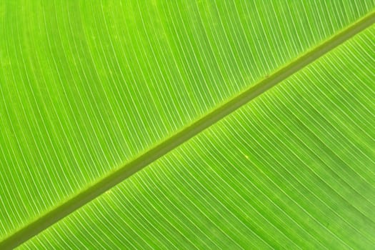 green background from the real banana leaf