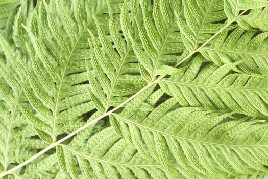 green background from the czech forest