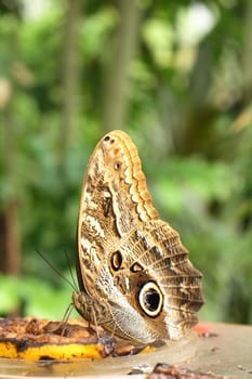 nice butterfly in the botanical garden in the Prague