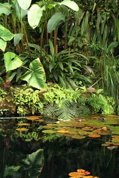 green natural jungle from the botanical garden 