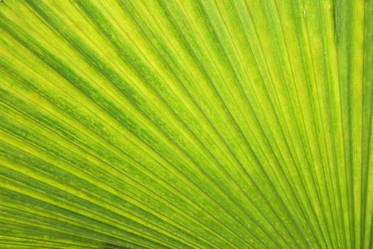 green background from the tropical forest