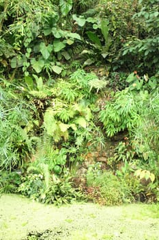 green natural jungle from the botanical garden 