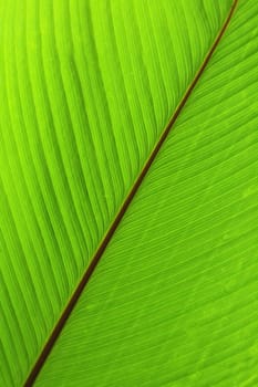 green natural background from the palm leaf