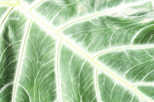 nice green leaf background from the exotic plant