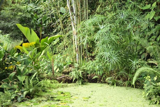 green natural jungle from the botanical garden 