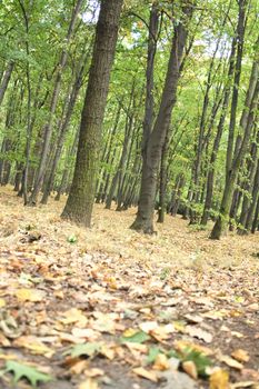 autumn is starting in the czech forest