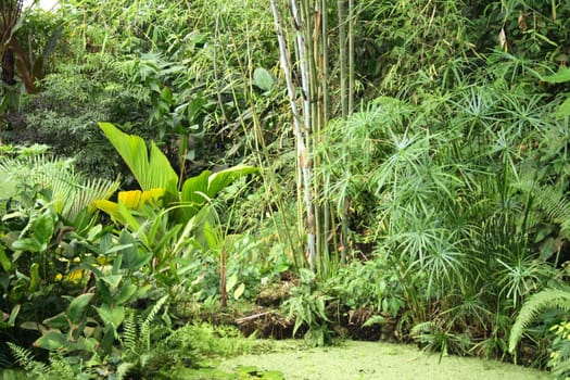 very nice natural green jungle with small lake 