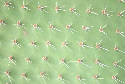 nice green leaf background from the exotic cactus