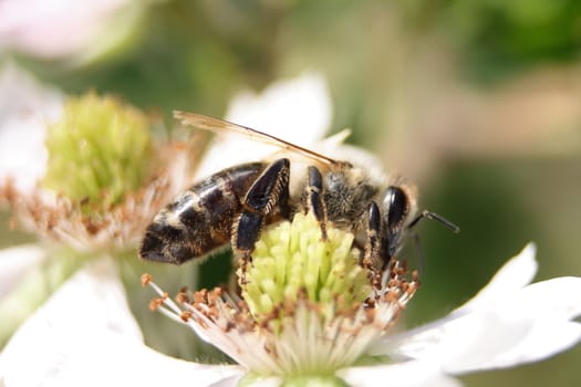 small bee on the white spring flower