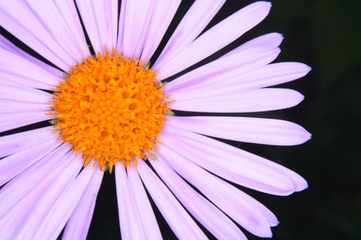 detail of violet flower on the black background