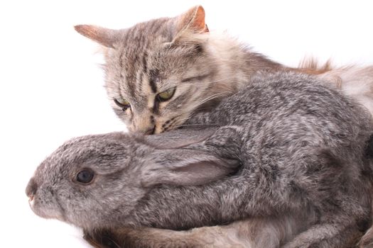 cat and rabbit on the white background