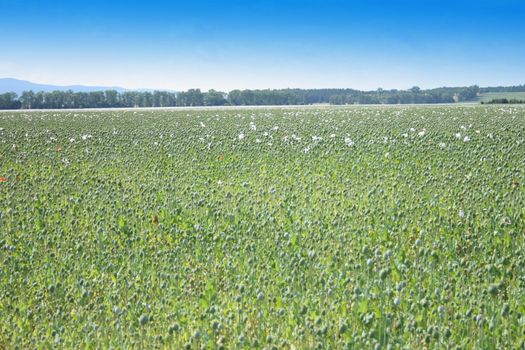 greeen poppy field with the blue sky 
