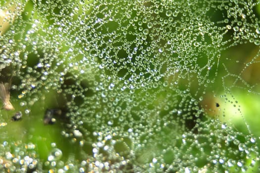 water drops on the green background