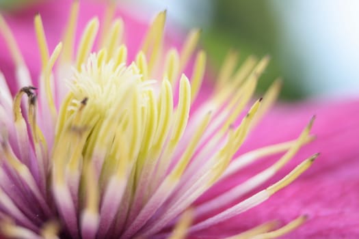 natural abstract background (detail of violet flower)