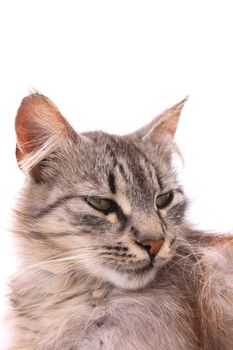 nice young cat on the white background