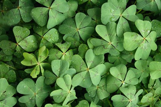 very nice green natural background from the leaves