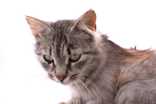 nice young cat on the white background