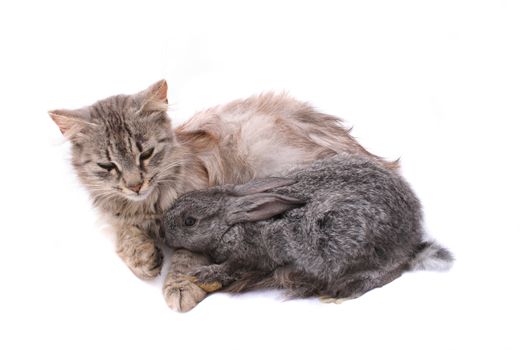 cat and rabbit on the white background