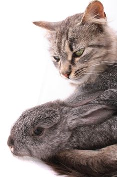 cat and rabbit on the white background