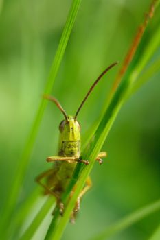 small grass hopper on the green background 