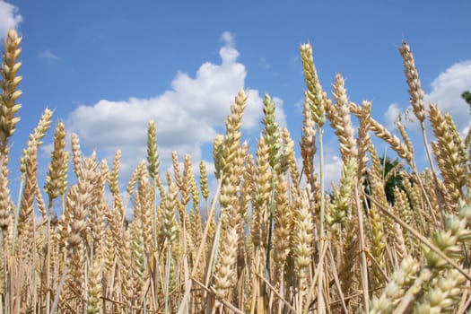 golden corn field and the blue sky 
