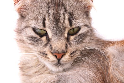 nice young cat on the white background