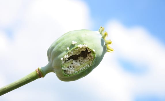 poppy head on the blue sky background