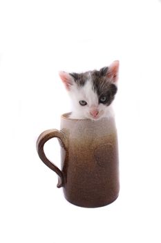 small cat in the pot on the white background