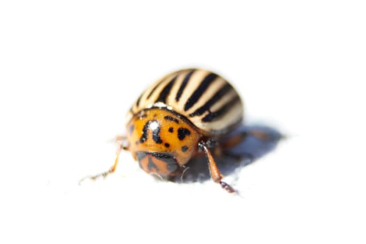  bug from potatoes on the white background 