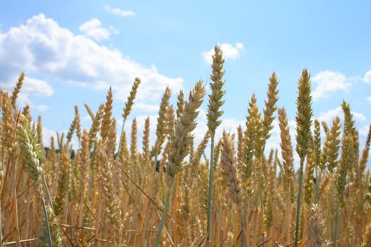 summer golden corn and the blue sky 