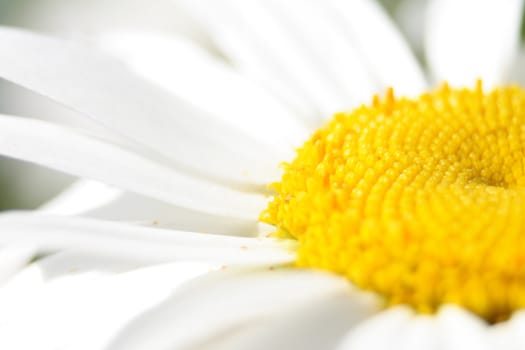 very nice flower background with white and yellow color