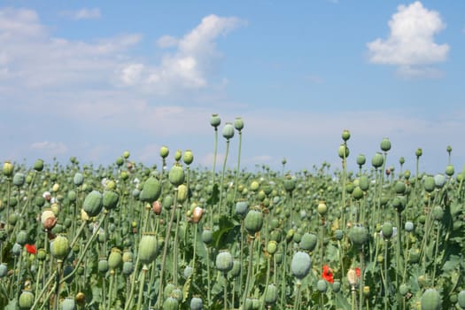 greeen poppy field with the blue sky 