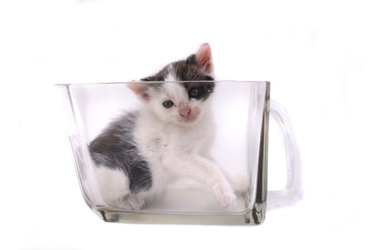 small cat in the glass on the white background