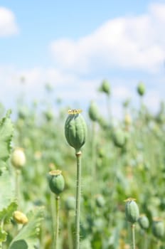 poppy field on the blue sky background