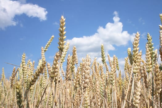 golden corn field and the blue sky 