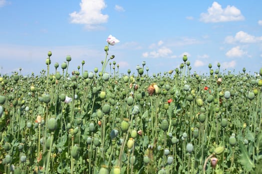 green poppy field in the Czech republic 