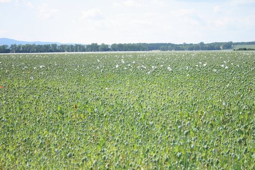 greeen poppy field with the blue sky 