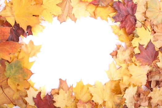 color leaves background from the czech autumn