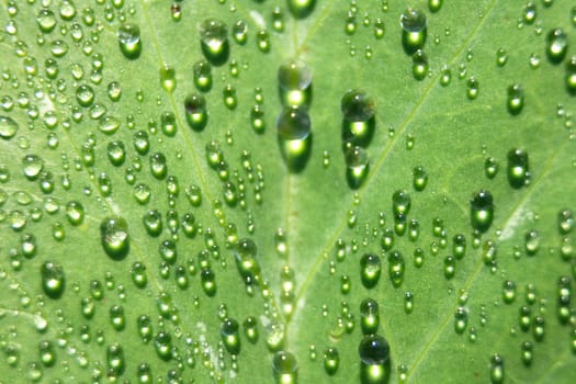 fresh water drops on the green leaf