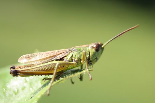 small grass hopper on the green background