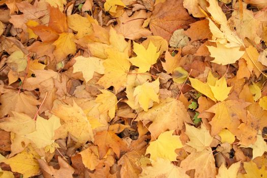 color leaves background from the czech autumn