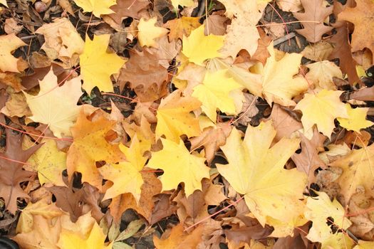 color leaves background from the czech autumn
