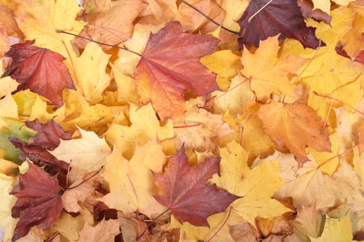 color leaves background from the czech autumn