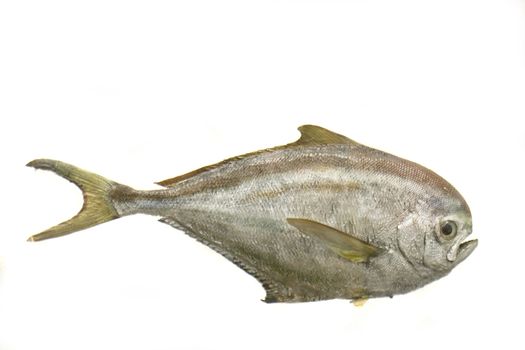 big exotic fish on the white background