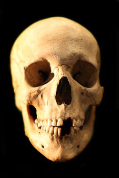 human skull from the national museum in the Prague