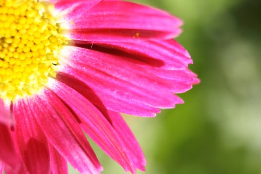 detail of violet flower on the green background
