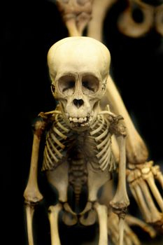 human skull from the national museum in the Prague