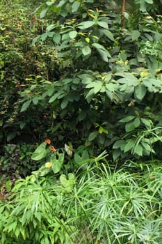 very nice jungle background from the botanical garden