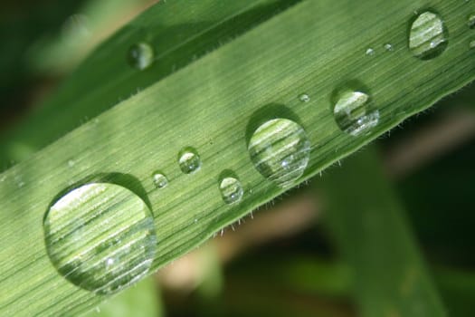 fresh water drops on the green leaf